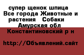 супер щенок шпица - Все города Животные и растения » Собаки   . Амурская обл.,Константиновский р-н